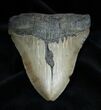 / Inch Megalodon Tooth With Stand #1369-1